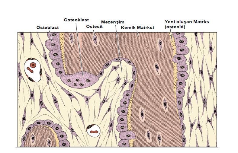 Osteoklastlar, hematopoetik kök hücrelerden köken alan çok çekirdekli hücrelerdir. Temel fonksiyonu mineral fazı çözmek ve organik kemik matriksini rezorbe etmektir.