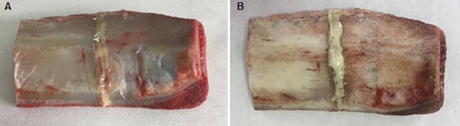 2 Sığır kaburga kemiğinin poliüretan kemik yapıştırıcısı ile yapıştırıldıktan hemen sonra (A) ve bir gün sonraki görüntüsü (B) Poliüretan kemik yapıştırıcısının kırık sığır kaburga kemiklerine