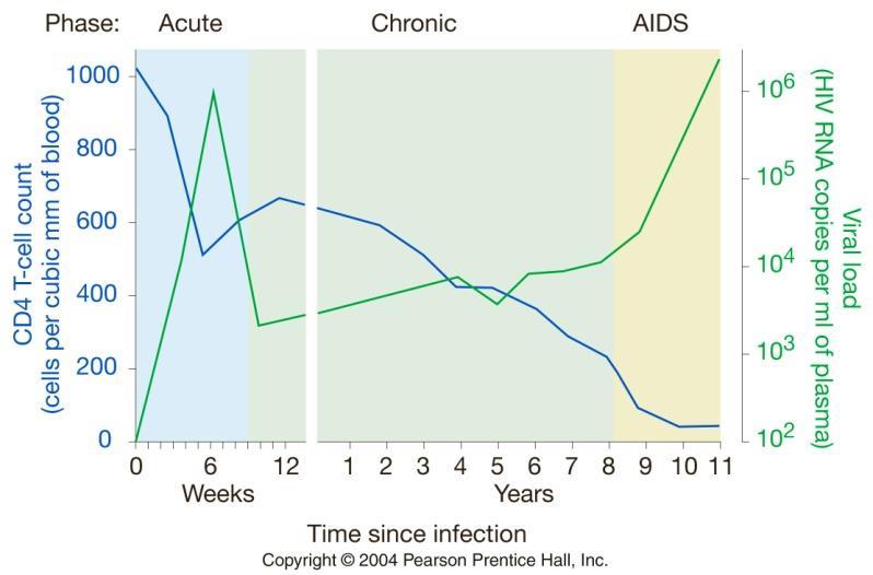 CD4 T-hücresi sayısı (hücre/mm3 kan) 1.1.2 HIV nasıl AIDS e yol açar?
