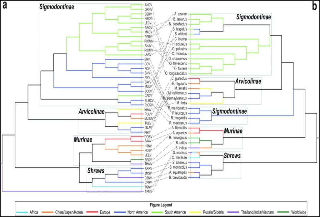 3 Şekil. 1.2- (a) Hantaviruslar ve onların böcek yiyici ve kemirici türleri arasındaki filogenetik ilişki. (b) Konak virüs ilişkileri kollar renklendirilerek primer görüldüğü coğrafya gösterilmiştir.