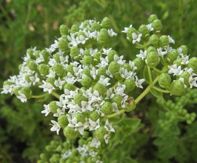 94 4.40. Origanum onites L. (Labiatae) 65 cm ye kadar uzayabilen, hirsut, yarı çalımsı bitkiler. Dalların sayısı her gövdede 10 çifte kadar, 13 cm ye kadar uzunlukta.