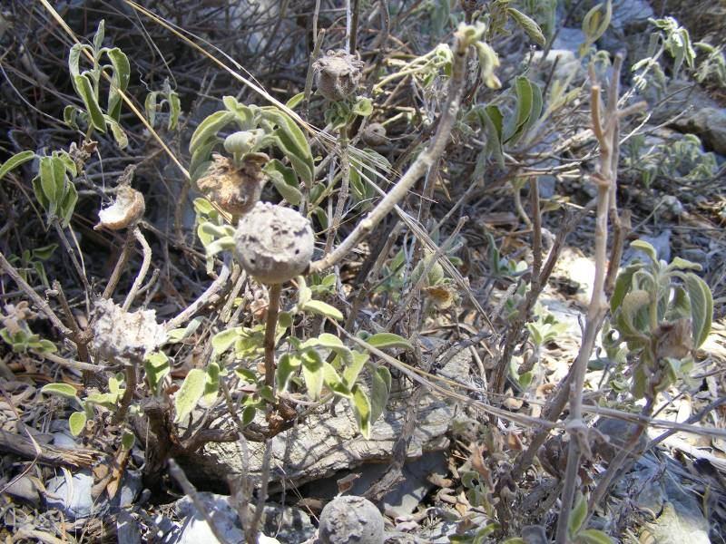 103 4.44. Salvia fruticosa Miller (Labiatae) 1 metreye kadar uzayabilen, çok dallı, çalılar. Gövde aşağıda az çok glandsız yünümsü tüylü, yukarıda glandlı veya glandsız piloz veya az çok çıplak.
