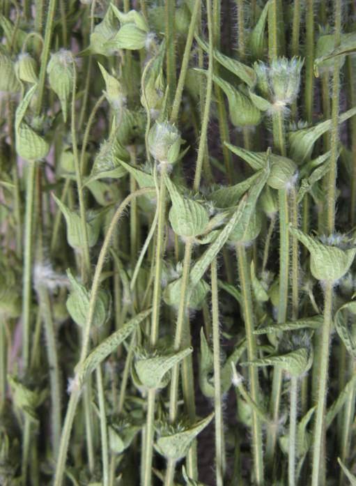 108 4.46. Sideritis leptoclada O. Schwarz et P. H. Davis (Labiatae) 20 60 cm boylarında çok yıllık bitkiler, basit veya küçük dallı, altta yoğun beyaz-tomentoz.
