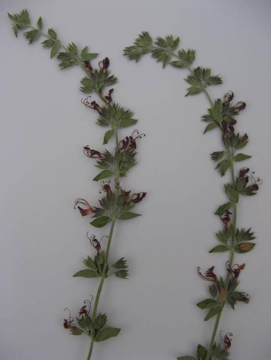 112 4.48. Teucrium divaricatum Sieber subsp. divaricatum (Labiatae) Şekil 4-53: Teucrium divaricatum subsp. divaricatum (ISTE 91445) Alt yarısı kuvvetli çalımsı, çok yıllık bitkiler.