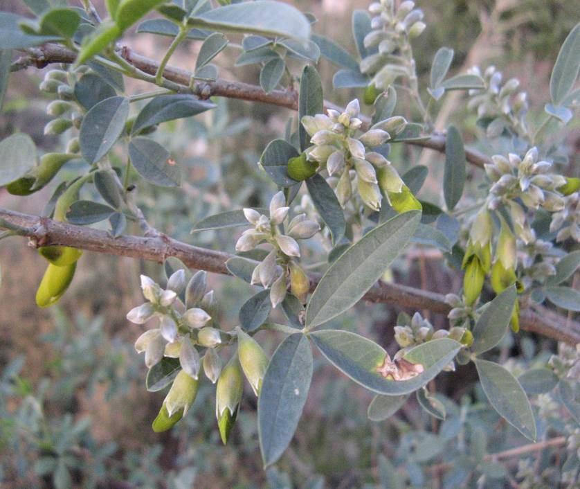 119 4.51. Anagyris foetida L. (Leguminosae) 1 3 m boyunda, güçlü kokulu çalılar. Folioller eliptik, kısa yumuşak tüylü. Çiçekler kısa salkımlarda 2 12 tane.