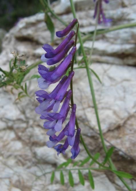 125 4.54. Vicia villosa Roth subsp. eriocarpa (Hausskn.) P. W. Ball (Leguminosae) Şekil 4-59: Vicia villosa subsp.