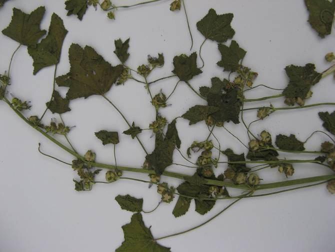 126 4.55. Malva nicaeensis All. (Malvaceae) Şekil 4-60: Malva nicaeensis (ISTE 91432) veya tüylü, ağımsı yapıda. Tek yıllık bitkiler. Gövdeler yükselici veya dik, seyrekçe kılsı tüylü-piloz.