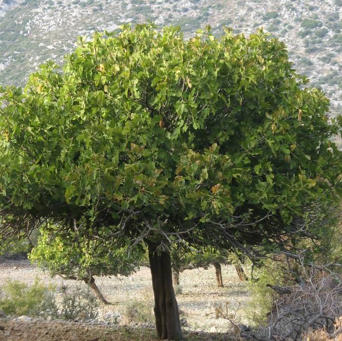 131 4.57. *Ficus carica L. subsp. carica (Moraceae) 10 metreye kadar veya daha fazla uzunlukta ağaçlar.