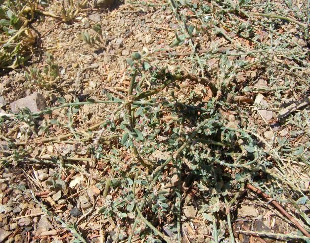 147 4.65. Polygonum bellardii All. (Polygonaceae) Tüysüz, tek yıllık, dik veya yükselici, 20 60 cm uzunlukta bitkiler. Gövde zayıf, beyaz çizgili, en fazla 3 mm kalınlıkta.