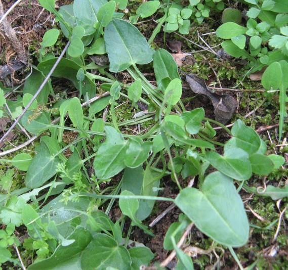 151 4.67. Rumex tuberosus L. subsp. creticus (Boiss.) Rech. (Polygonaceae) Şekil 4-72: Rumex tuberosus subsp.