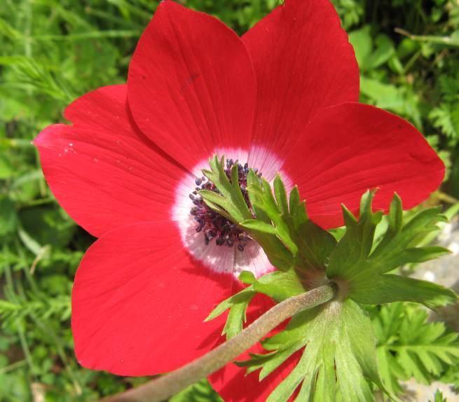 154 4.69. Anemone coronaria L. (Ranunculaceae) 8 30 cm boyunda bitkiler. Taban yaprakları üç parçalı birleşik, saplı parçalar çok sayıda bölünmüş, oblong, dişli parçalar. İnvolukrum yaprakları sapsız.