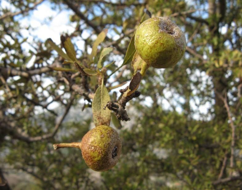 164 4.74. Pyrus amygdaliformis Vill. var. amygdaliformis (Rosaceae) Şekil 4-81: Pyrus amygdaliformis var.