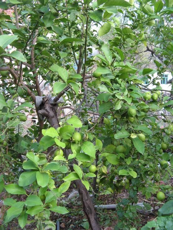 171 4.77. *Citrus limon (L.) Burm. fil. (Rutaceae) Şekil 4-84: Citrus limon Küçük ağaçlar.