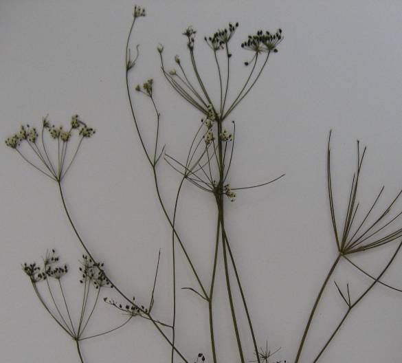 184 4.85. Scaligeria napiformis (Sprengel) Grande (Umbelliferae) İki yıllık; gövde dik, 40 70 cm, ince, çizgili, tüysüz; kazık kök iğ şeklinde.