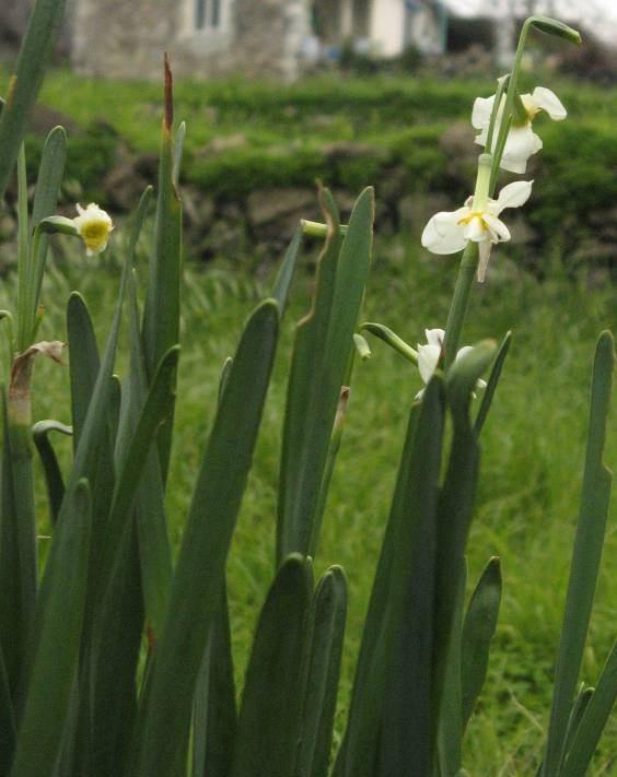 190 MONOCOTYLEDONES 4.88. Narcissus tazetta L. var. tazetta (Amaryllidaceae) Soğanı 20 60 10 20 mm boyutlarında.