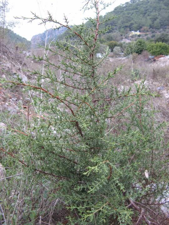 23 SPERMATOPHYTA GYMNOSPERMAE 4.2. Cupressus sempervirens L. var. horizontalis (Mill.) Gord. (Cupressaceae) Dalları dört köşeli.