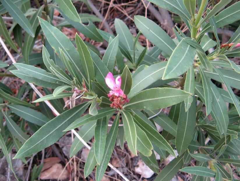 31 4.6. Nerium oleander L. (Apocynaceae) 6 metreye kadar uzayabilen çalılar.