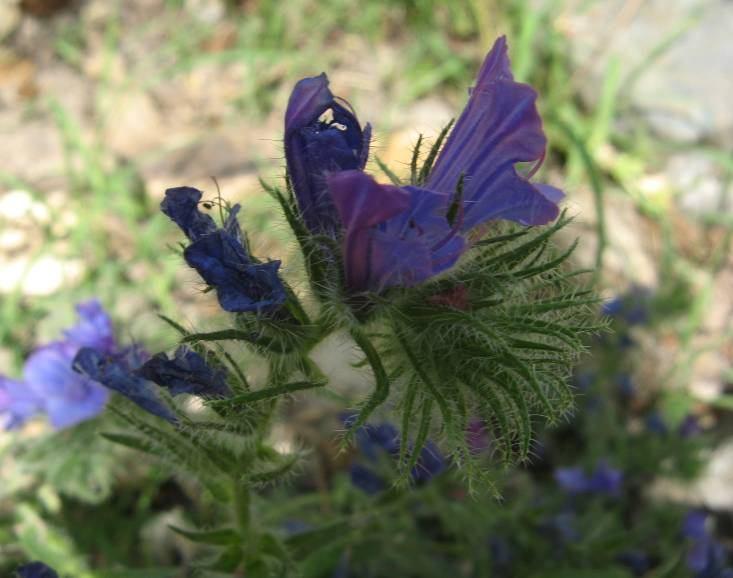 33 4.7. Echium plantagineum L. (Boraginaceae) Tek yıllık veya iki yıllık, ± yumuşak seta şeklinde tüylü bitkiler. Gövde genellikle tabanda dallanır, 17 65 cm uzunlukta, yayık tomentoz.