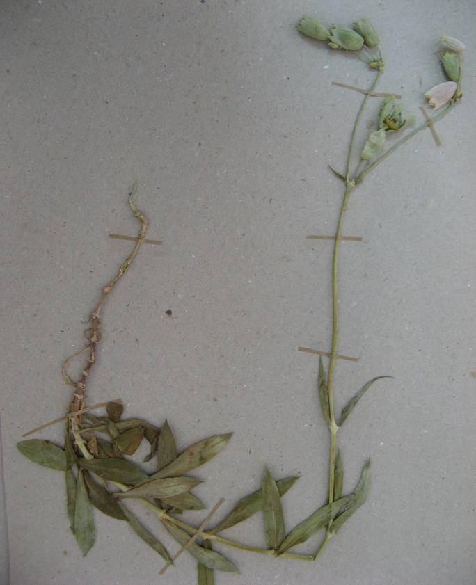 39 4.10. Silene vulgaris (Moench) Garcke var. vulgaris (Caryophyllaceae) Stolonsuz, çoğunlukla alt kısmında odunsu yapıda, çok yıllık bitkiler.