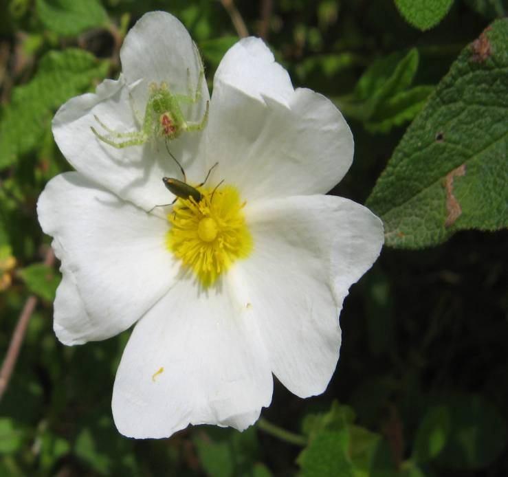 43 4.12. Cistus salviifolius L. (Cistaceae) Şekil 4-13: Cistus salviifolius 50 cm ye kadar uzunlukta küçük çalılar. Yapraklar ovat-eliptik, üstte ve altta yıldızsı tüylü.