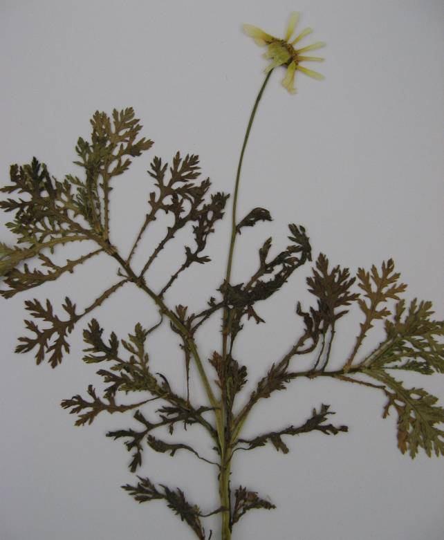 47 4.14. Chrysanthemum coronarium L. (Compositae) Çıplak otsu bitkiler, 15 70 cm boyunda.