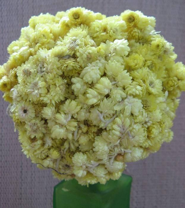 49 4.15. Helichrysum orientale (L.) DC. (Compositae) Bitki yünsü, salgı tüysüz, yarı çalımsı, 10-60 cm boylarındadır. Gövde dallanmış, odunsu, genç yapraklar rozet halinde bulunur.
