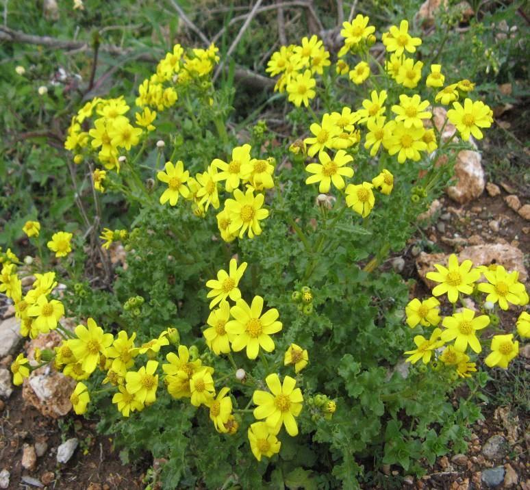 56 4.19. Senecio vernalis Waldst. et Kit. (Compositae) Dik, tek yıllık, gövdesi 10 40 cm uzunlukta bitkiler. Gövde ve yapraklar genellikle örümcek ağına benzer tüylü, olgunlukta ± çıplak.