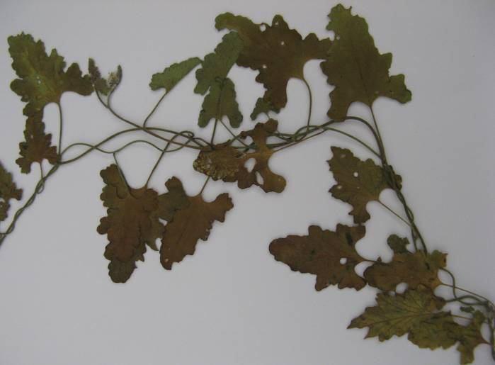 58 4.20. Convolvulus althaeoides L. (Convolvulaceae) Yerde sürünen veya tırmanıcı, otsu çok yıllık, seyrek, orta veya yoğun yatık tüylü bitkiler.