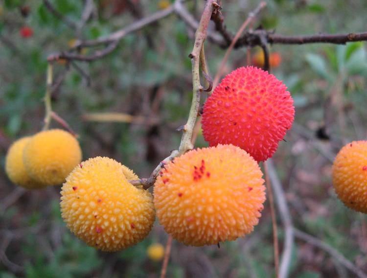 65 4.25. Arbutus unedo L. (Ericaceae) Çoğunlukla 4 metreden kısa çalılar; kabuk koyu kahverengi renkte, gövdeler puberulent ve 1,5 mm ye kadar uzunlukta salgı tüylü.