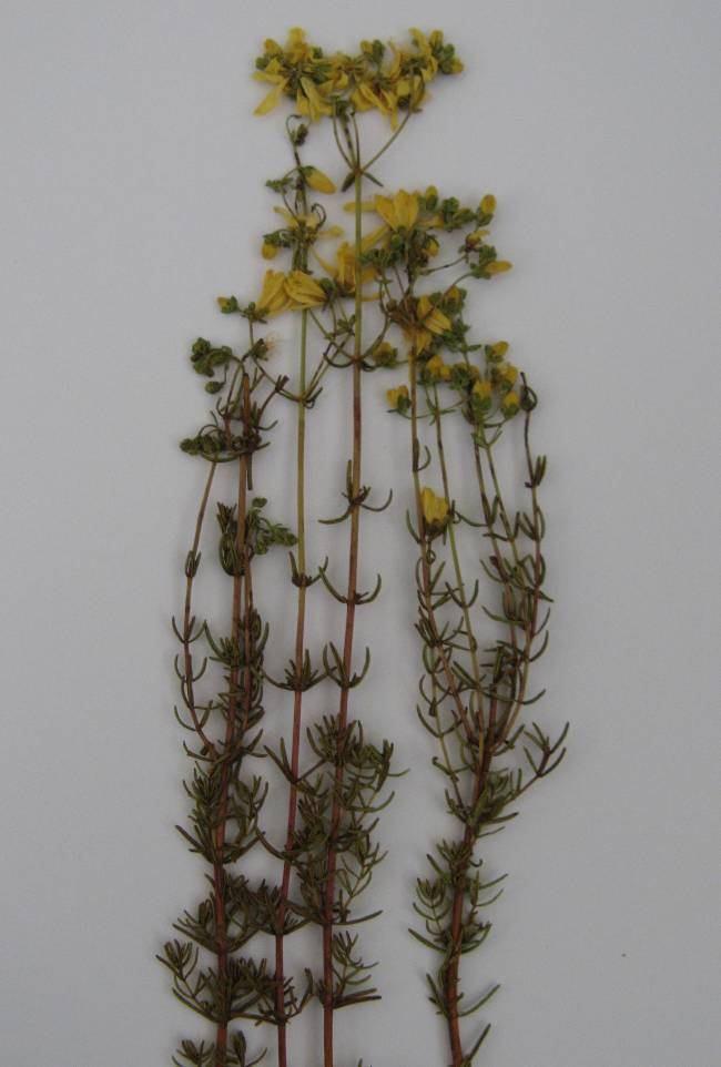 76 4.32. Hypericum empetrifolium Willd. (Guttiferae) Gövde dik, 10-60 cm boyunda, dik dallı. Yapraklar üçlü halka halinde, 4 12 mm, linear, yuvarlak, kenarları alta doğru kıvrık.