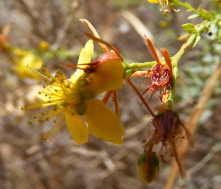 80 4.34. Hypericum triquetrifolium Turra (Guttiferae) Gövde 15 55 cm, dik veya yatık-yükselici, 2-çizgili; dallar genişçe yaygın, çoğunlukla piramit şeklinde.