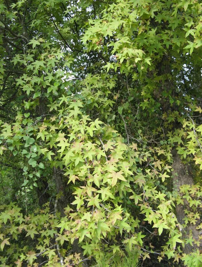 82 4.35. Liquidambar orientalis Miller. (Hamamelidaceae) 20 metreye kadar uzayabilen ağaçlar.