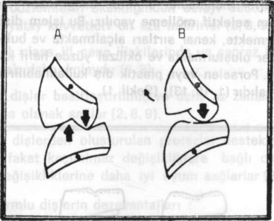 Maksiller posterior dişler bukkal tüberküllerin tüm temaslarından kaçınmak için hafifçe rotasyon yaptırılır. (Becker (1)'den alınmıştır.