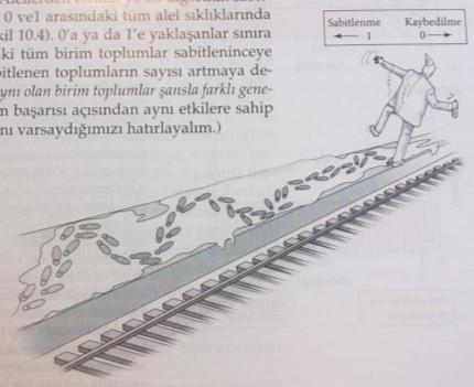 Türleşme Mekanizmaları Türleşme toplumların evrimi ile taksonomik çeşitlilik arasmdaki köprüyü oluşturur.