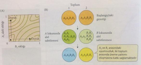 eliminasyonu ya da tamamlanması. Bununla birlikte, bu sıraya uymayan çok sayıda istisna vardır.