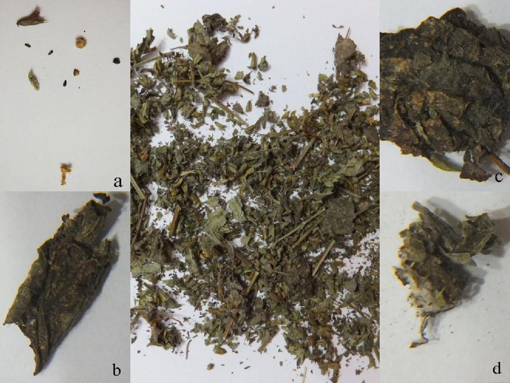 119 M3 drogunun makroskobik incelenmesinde yapraklar fazla ufalanmıştır. Dal parçaları ve küflenmiş böcekler tarafından yenilmiş yapraklara rastlanmıştır.