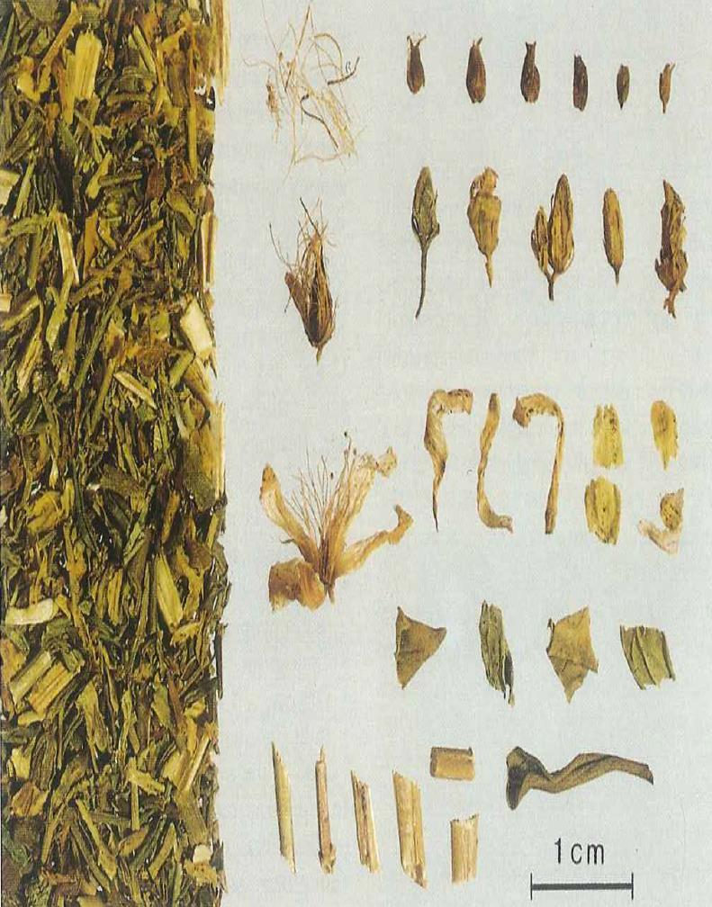 123 4.2. Hyperici herba Drog Örneklerinin Makroskobik ve Mikroskobik İncelemesi Drog kesilmiş veya tam olarak Hypericum pefroratum bitkisinin toprak üstünde bulunan çiçekli kısmını içermektedir.