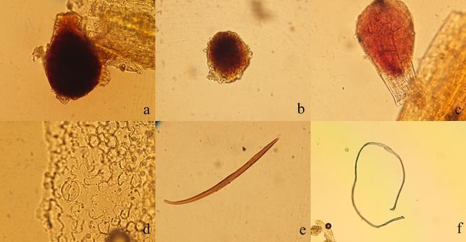 Mikroskobik incelemesinde Şekil 4-15: H2 örneğinin genel görünüşü ve makroskobik incelemesi (a: çiçek; b: