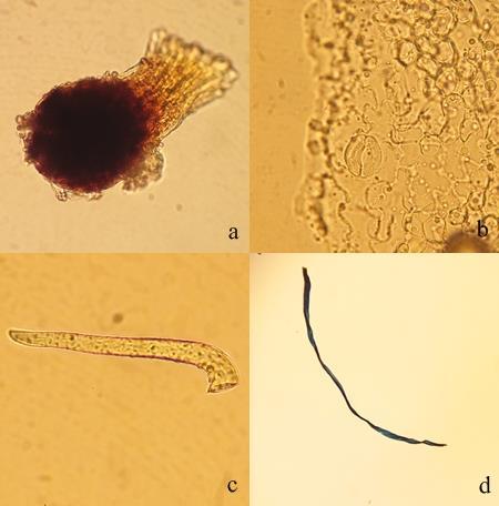 130 Şekil 4-22: H5 örneğinin mikroskobik incelemesi (a: salgı hücresi; b: stoma; c: örtü tüyü; d: yabancı yapı) 4.3. Lupuli flos Drog Örneklerinin Makroskobik ve Mikroskobik İncelenmesi Lupuli flos drogu Humulus lupulus bitkisinin dişi çiçek drumudur.