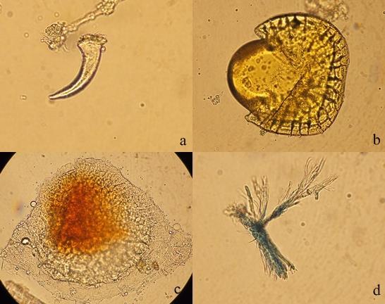 136 Şekil 4-31: HL4 örneğinin mikroskobik incelemesi (a: örtü tüyü, b: salgı hücresi; c: salgı hücresi; d: yabancı yapı) HL 5 örneği eczane örneğidir.