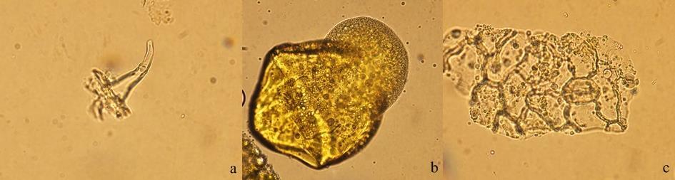 4. Valerianae radix Drog Örneklerinin Makroskobik ve Mikroskobik İncelenmesi Drog olarak bitkin kurutulmuş kök ve rizomları Valerianae radix kullanılmaktadır.