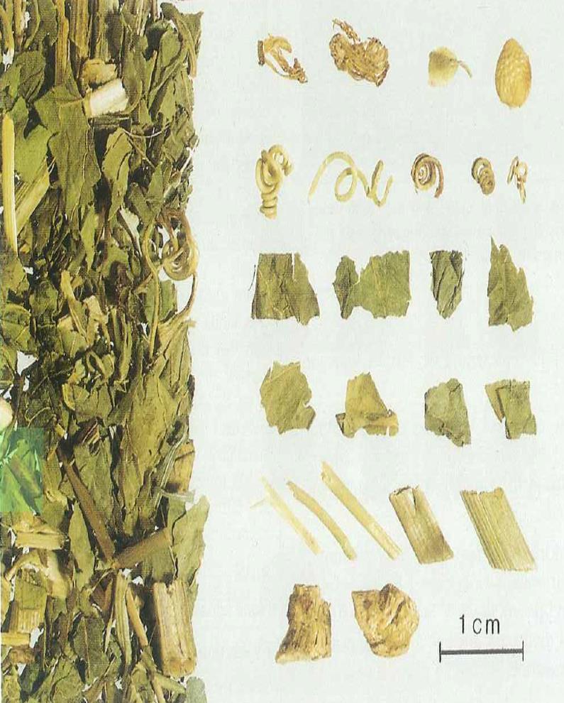 144 Şekil 4-43: Pasiflorae herba Passiflorae herba aktarlarda bulunmamaktadır. Eczaneden Nisan ayında 1 paket drog temin edilmiştir (P1).