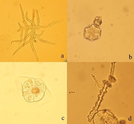 148 Şekil 4-48: L1 örneğinin mikroskobik incelemesi (a: örtü tüyü; b: polen; c: lamiaceae tipi salgı tüyü; d: salgı tüyü) L2 örneği makroskobik olarak incelendiğinde uygun çiçeklere sahiptir ve