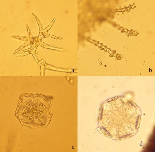 150 Şekil 4-50: L2 örneğinin mikroskobik incelemesi (a: örtü tüyü; b: salgı tüyü; c: lamiaceae tipi salgı tüyü; d: polen) L3 örneğinin makroskobik incelemesinde yaprak miktarı L2 örneğine göre daha