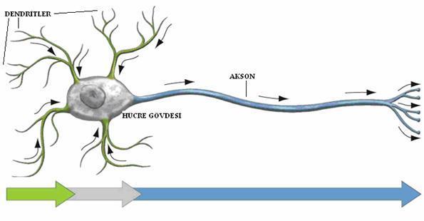 4 2.1.1. Sinir Sistemi Hücreleri ve Sinaps Kavramı Sinir sistemi hücreleri iki büyük grupta toplanmaktadır.