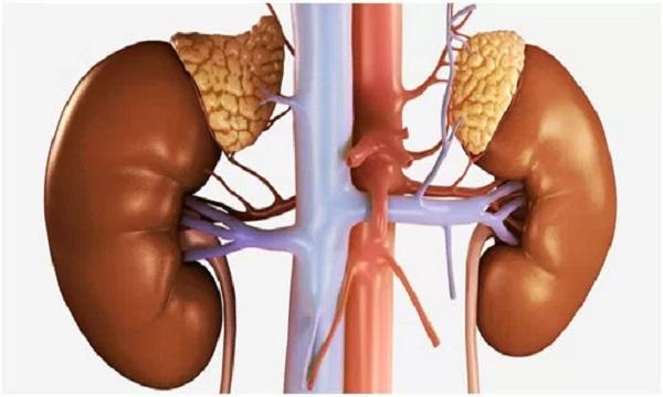 Böbrek Üstü Bez ve Hormonları Her k böbreğ n üst kısmında bulunan endokr n bezlerd r. Bu bezler kabuk ve öz olmak üzere k ana bölümden oluşur.