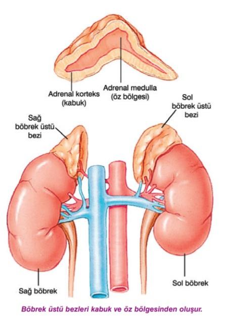 Kort zol Normal salgılandığında vücutta b r savunmanın get receğ yıkımları düzenler, onarır ve savaşan hücre ve dokuların ht yaçlarını karşılayacak gereçler hazırlamak ç n gerekl metabol k önlemler n