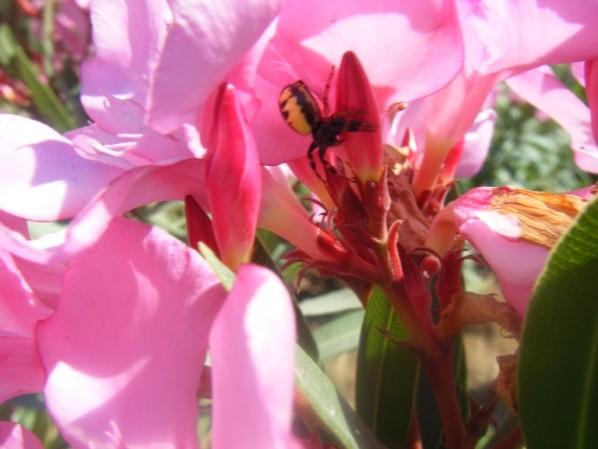 15:00-16:00 saatleri arasında 32-330Cböceklerce, çiçeklere 26 tane konma gerçekleştirilmiştir. Konan böceklerin (%) dağılımı şekildeki gibidir.