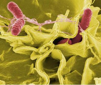 Salmonella lar mezofilik bakteriler olup genellikle 5,8-47 C ler arasında üreyebilmektedir. Optimal üreme sıcaklığı 35-37 C dir (Erol 2007). Şekil 2.6.