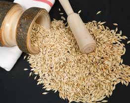 Siyez Yaklaşık 10 bin yıl önce üretilen ve günümüz buğdaylarının atası sayılan siyez buğdayı, genetik yapısı değişmeden günümüze ulaşan tahıllardandır.